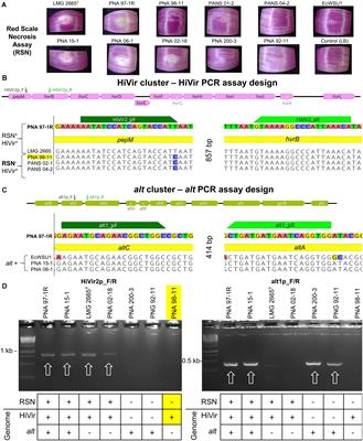 The Distribution of Onion Virulence Gene Clusters Among <mark class="highlighted">Pantoea</mark> spp.